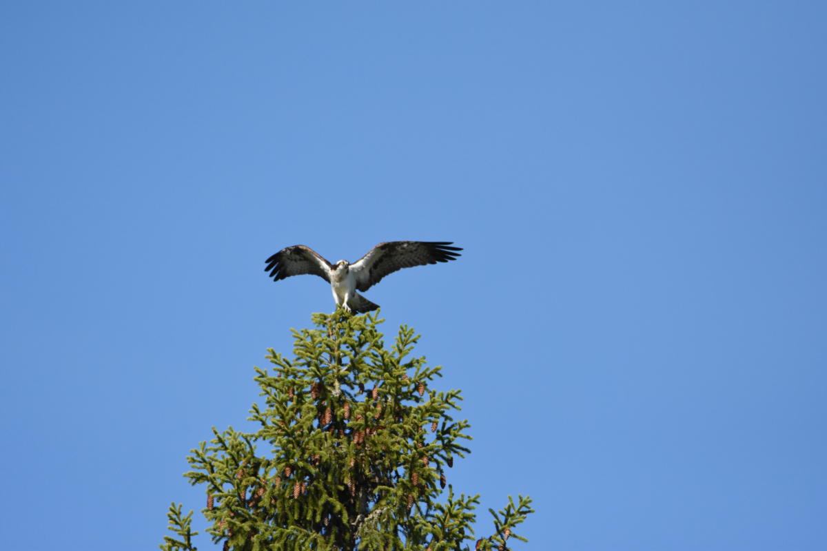 Kalasääksi latvassa