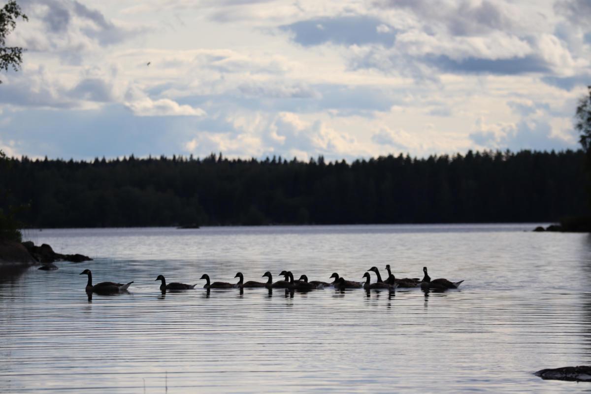 Hanhiperhe - Suullisensaari