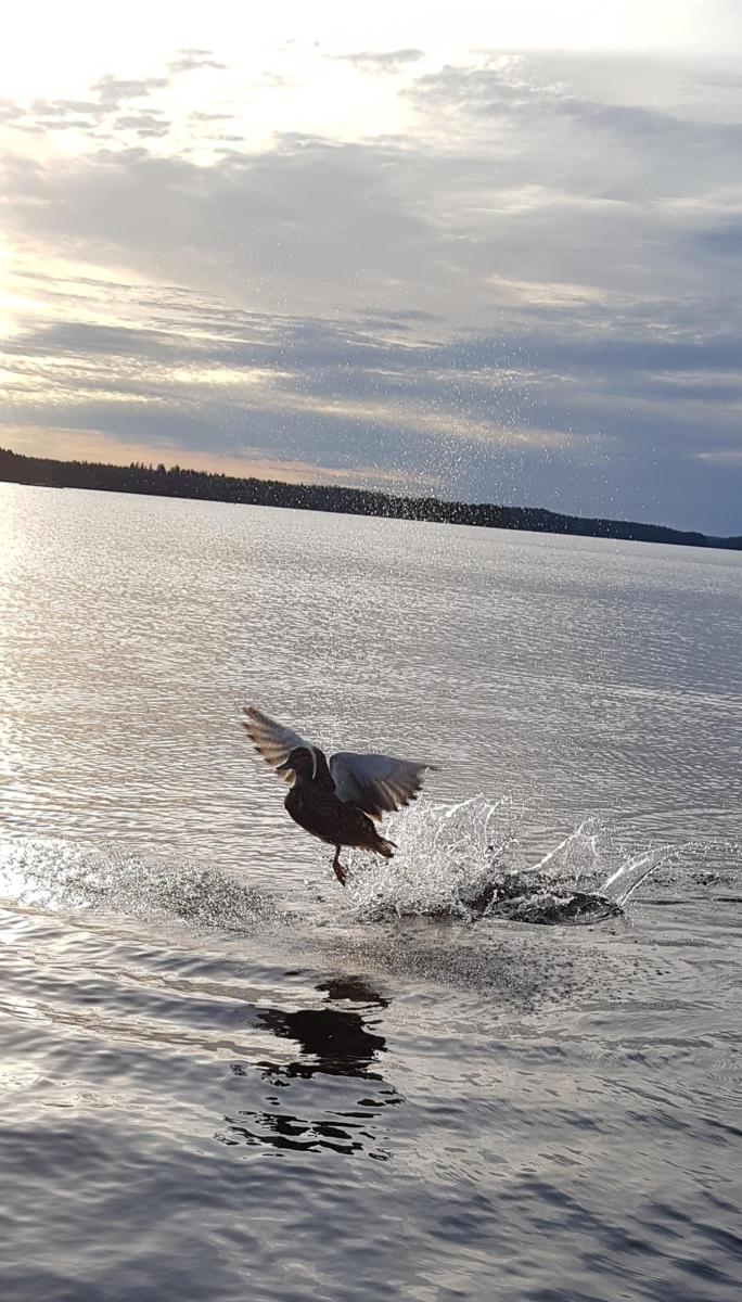 Lentoon lähtevä sorsa - Lihasaari